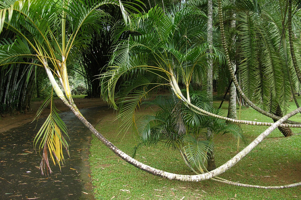 Royal Botanic Gardens
