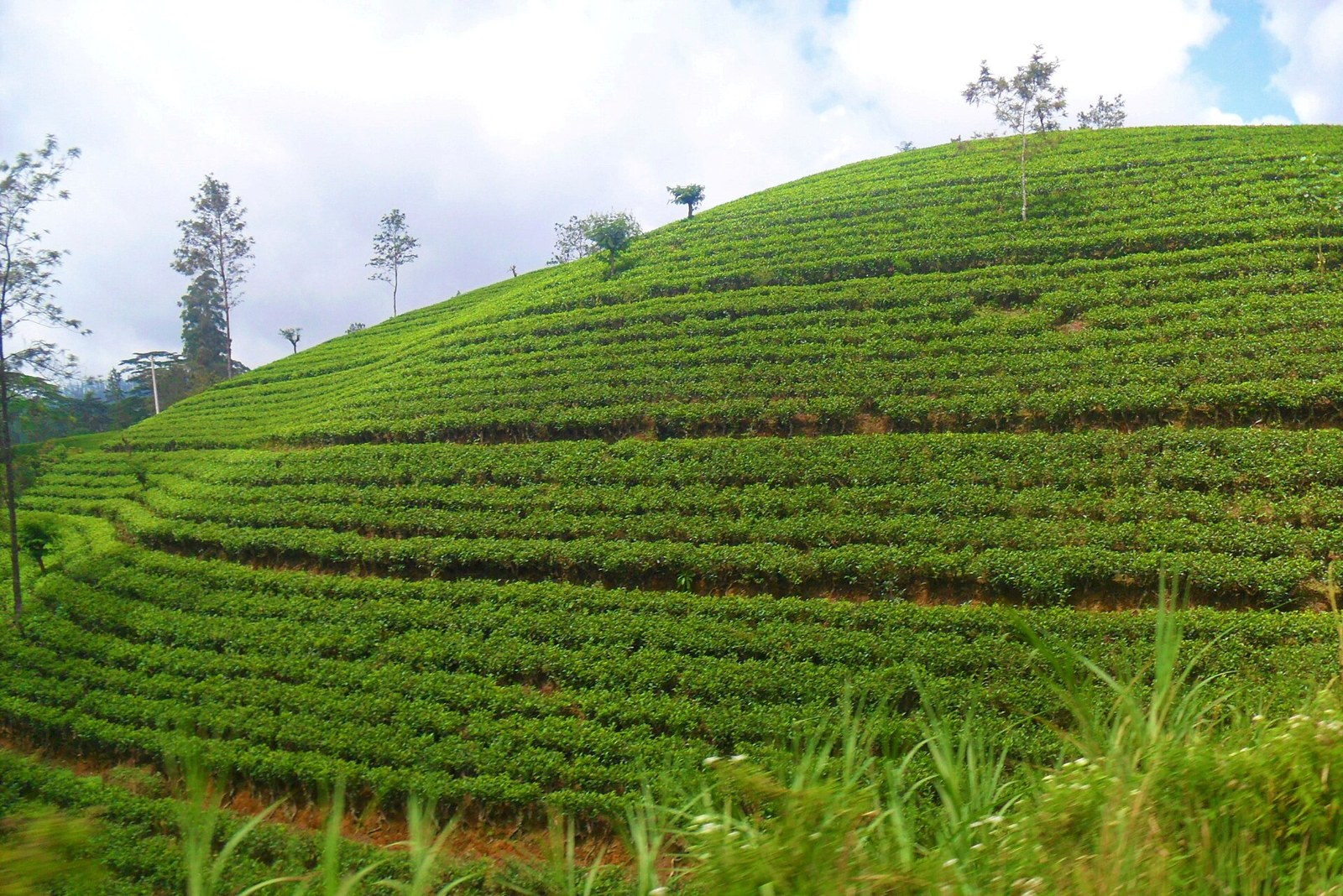 The art of Ceylon tea