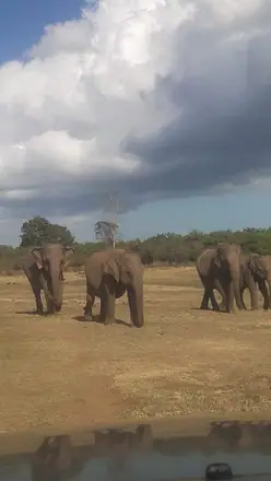 Elephants in the open landscape