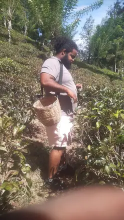 Discovering the tea country