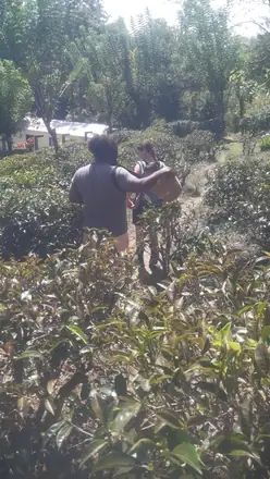 Among the tea bushes